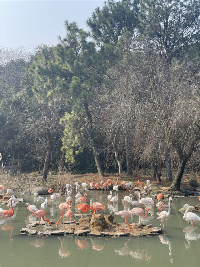 終於帶兒子來寧波野生動物園玩了