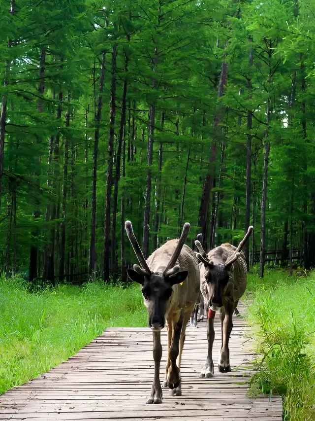 小眾旅遊 | 呼倫貝爾絕美避暑秘境莫爾道嘎