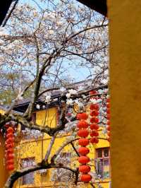 全杭州都在等的法喜寺玉兰花已經開爆了