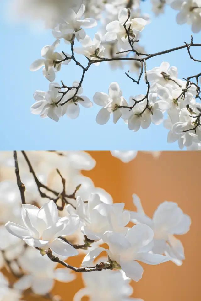 The magnolia flowers at Faxi Temple are in full bloom today! The 500-year-old magnolias are blossoming