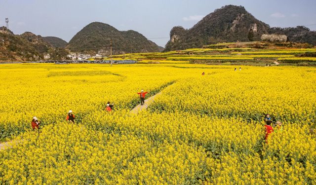 貴州省六盤水：春暖花開，蝴蝶自來