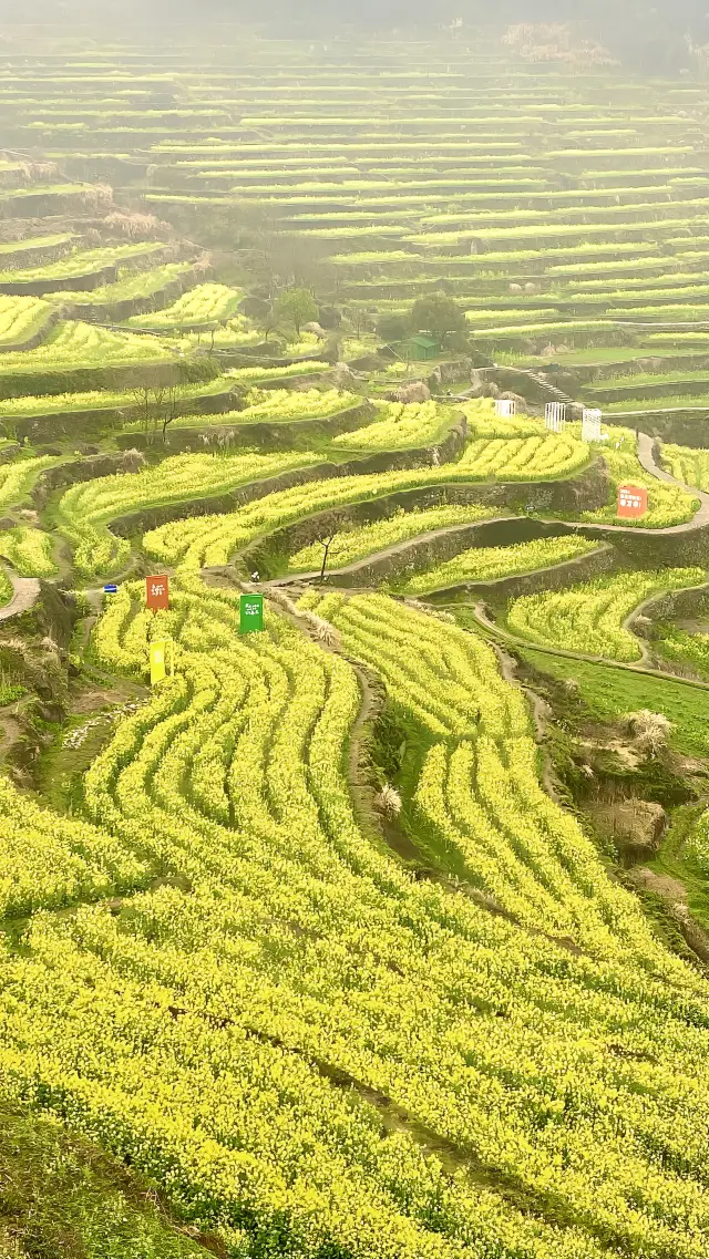 There is even a sea of rapeseed flowers in terraced fields near Jiangsu and Zhejiang – a season of blooming flowers in the south of the Yangtze River