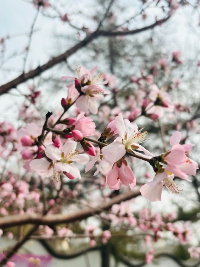 三月的重頭戲，我在哏都看桃花！