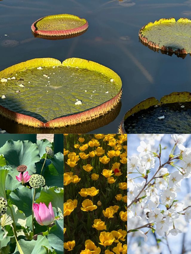 郁金香花海盛開興慶宮公園‖等你來！