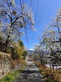 春日限定|梨花桃花開了，咱可以出發咯