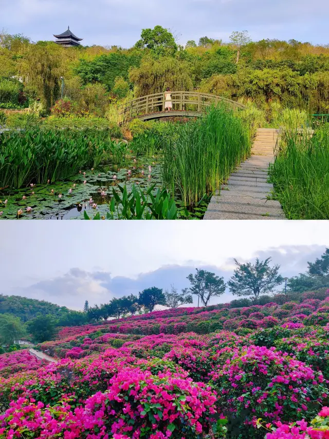 A Day Trip to Qingxiu Mountain: A Perfect Encounter with a Sea of Flowers, a Lantern Exhibition, and Beautiful Scenery