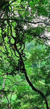 海南熱帶雨林國家公園，春日旅遊探索自然的絕去處