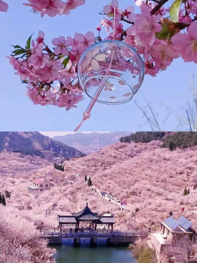 2024 Sakura Season in Suzhou: Must-Visit Cherry Blossom Spots!!!