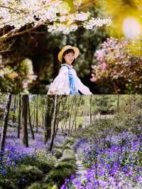 3月28日實拍｜我也拍到了愛麗絲夢遊仙境