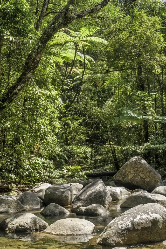 도시 속에 숨겨진 열대 우림|심천 청청 세계 공략