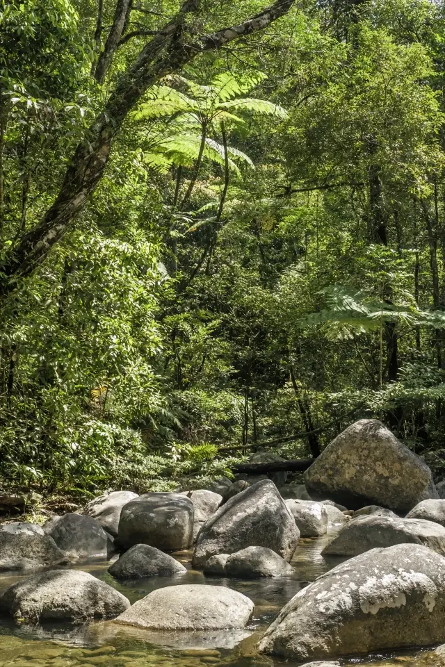 A Tropical Rainforest Hidden in the City | Guide to Shenzhen Qingqing World