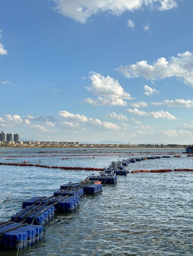 想看海鷗？雲南滇池全攻略