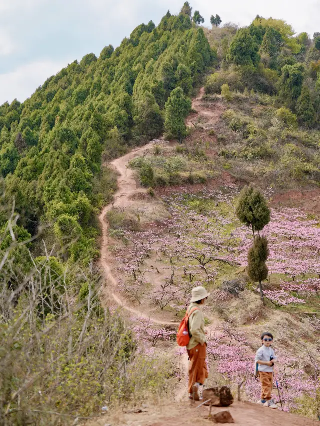 Spring in Chengdu! Don't miss the peach blossoms in Longquan (with guide)