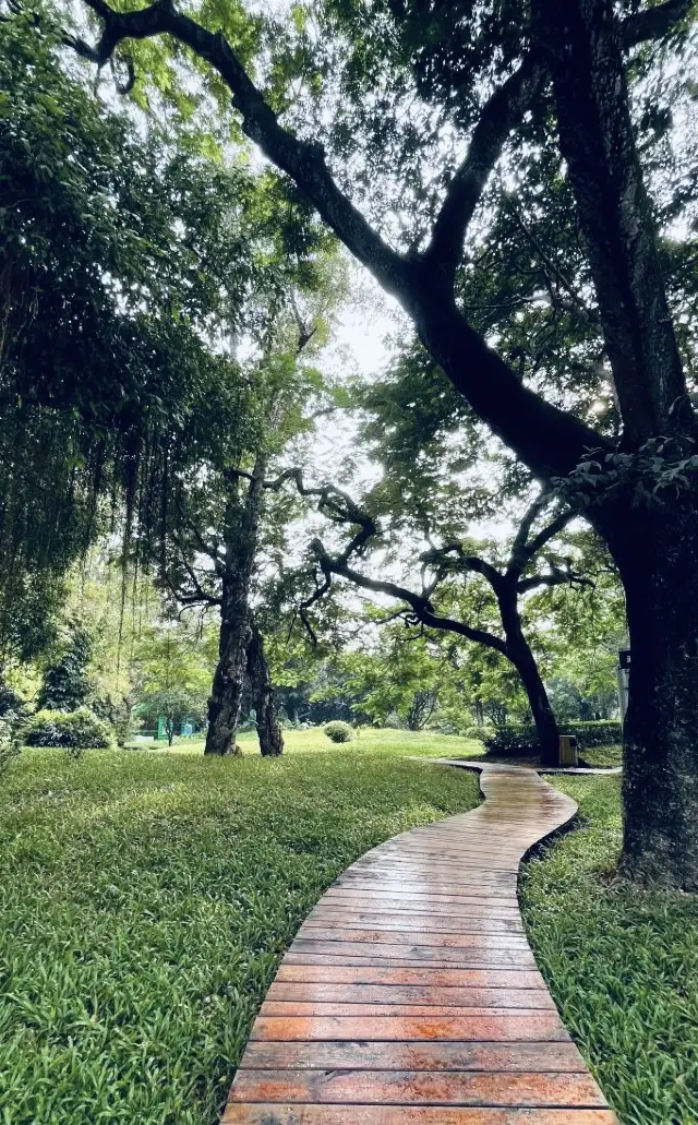 Shenzhen Mangroves