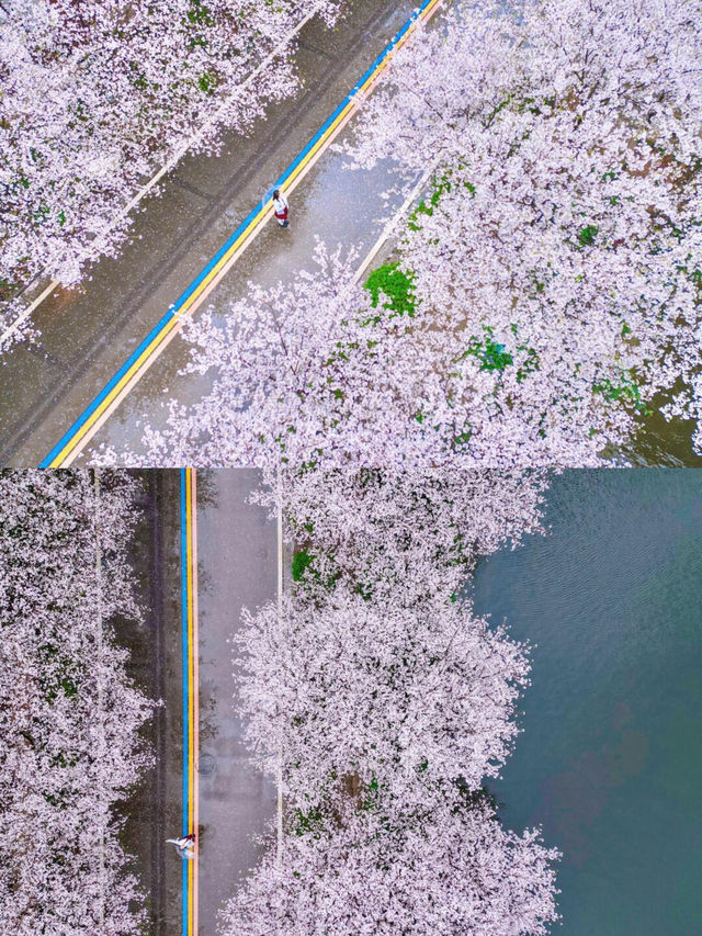 不必羨慕武漢櫻花，長沙這條櫻花大道更值得