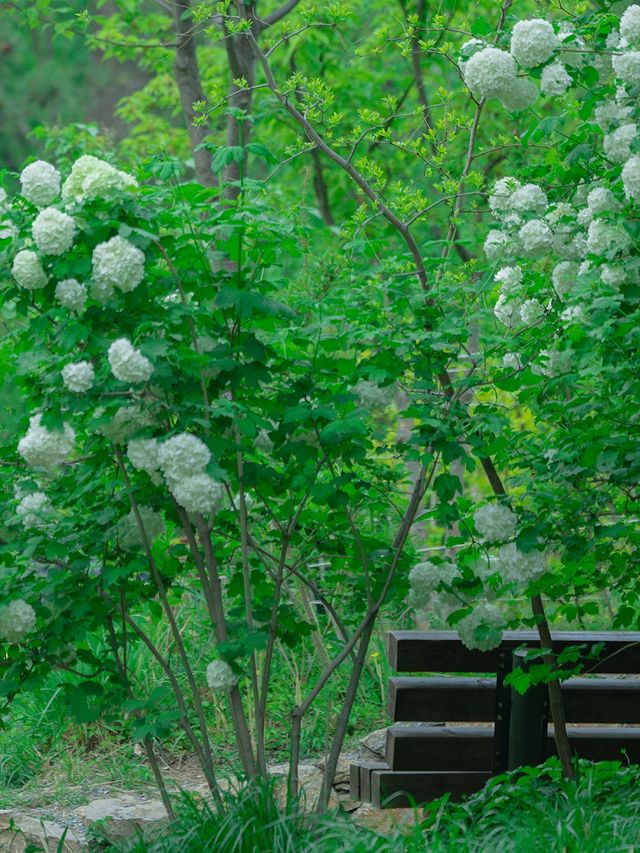北京旅行|隱秘城市公園 你不可以錯過繡球花