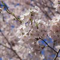 Spring Blossoms at Yuyuantan Park 🌸🌳