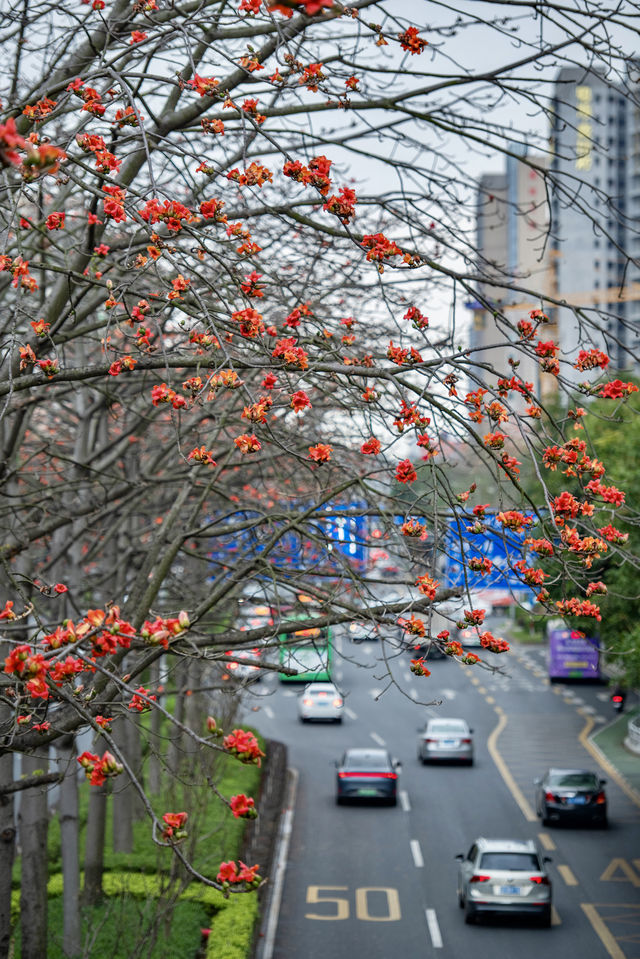 三月裡的佛山，滿城被木棉花披上“紅妝”