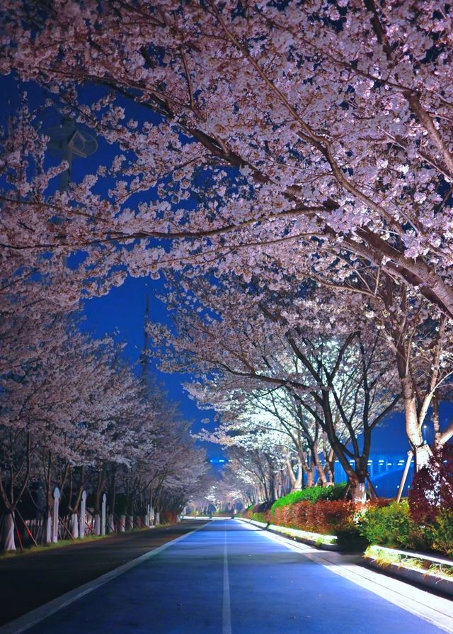 櫻花的美值得一看