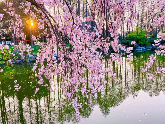 上海植物園夕陽一隅，春天玩點花的
