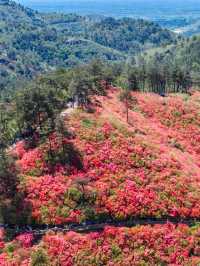 Rhododendrons at Mulan Yunwu Mountain 🌺