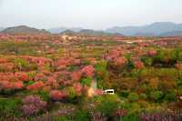 一起去龍池爬山看高山杜鵑