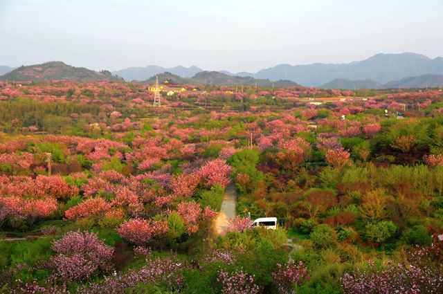 一起去龍池爬山看高山杜鵑