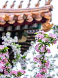 花筑奢·北京｜四月北京美成了紫禁城！在春風中靜看海棠花看