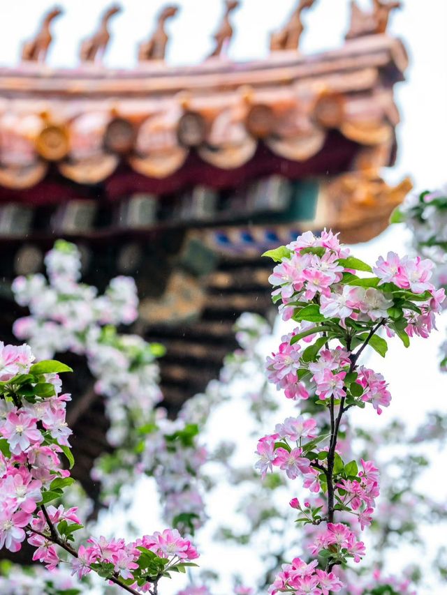 花筑奢·北京｜四月北京美成了紫禁城！在春風中靜看海棠花看
