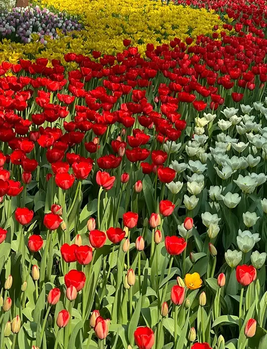 北京の春色｜中山公園のチューリップの花の香り