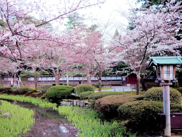 Most Famous Garden Sakura