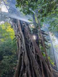 西雙版納 | 重生之我在基諾山雨林吃螞蟻！