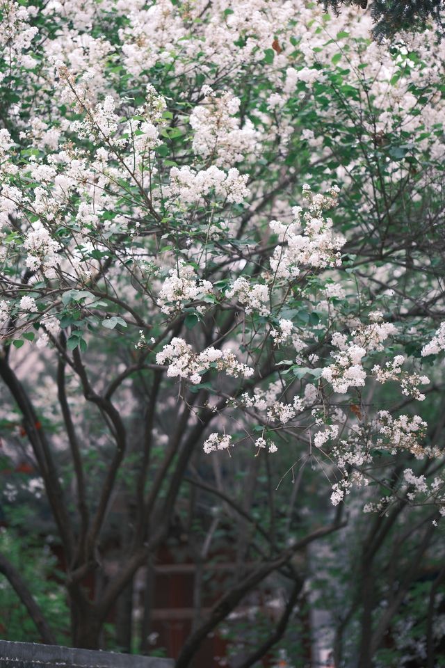 千年幽香，北京法源寺丁香盛放