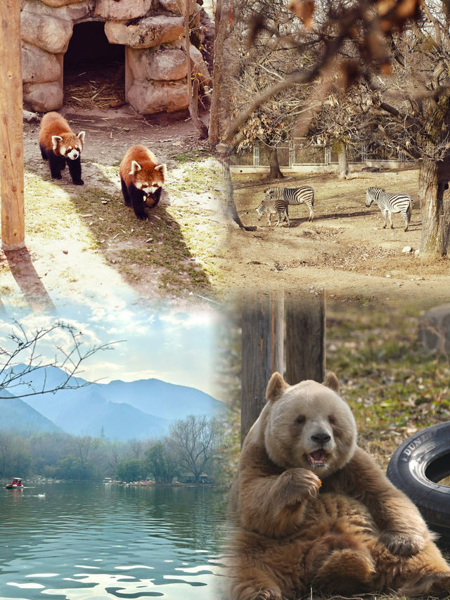 五一遛娃絕佳去處秦嶺野生動物園，生態王國