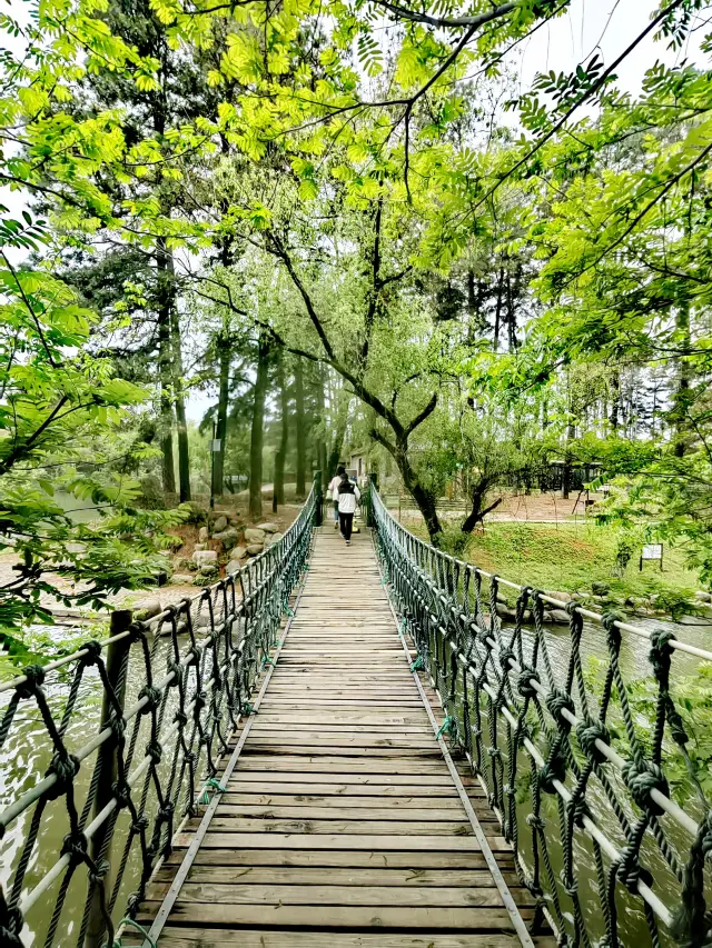 China Bamboo Expo Garden, a world of pine and bamboo, where pandas make their home