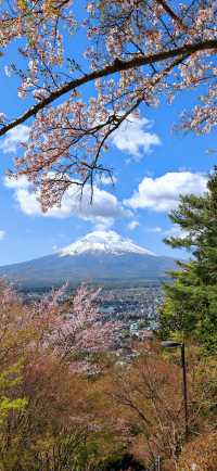 【戀戀櫻花季】新倉山淺間公園：櫻花與神社與富士山絕妙同框