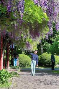 嘉定紫藤園|一簾簾紫色花瀑，詩意了四月天