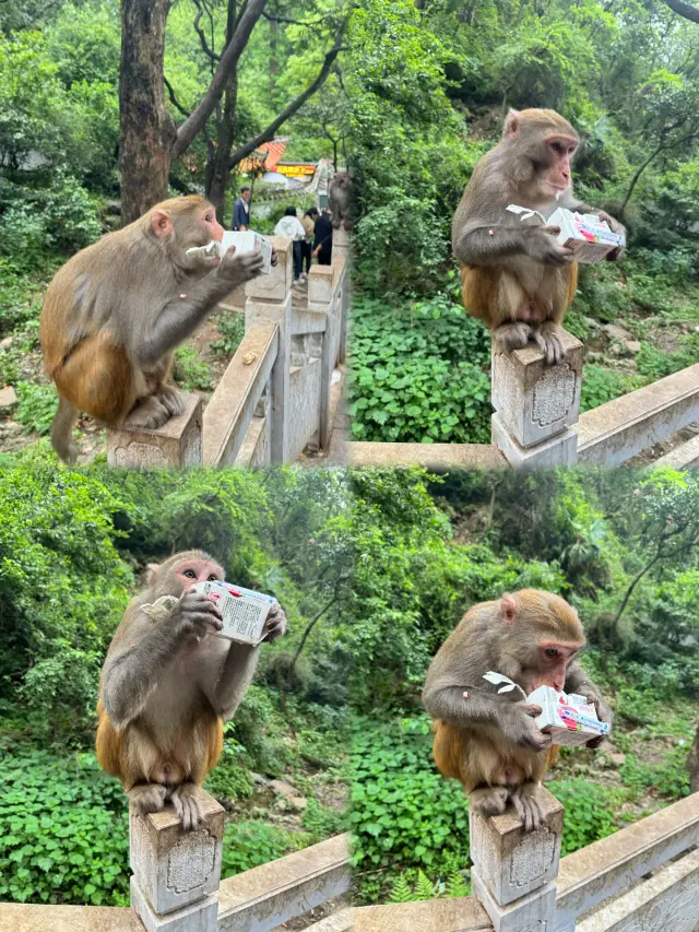 不願早起的懶人去黔靈山攻略