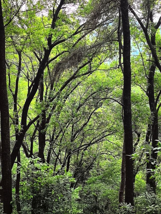 必須告訴你寶藏徒步路線龍脊山，尽享林木之美、山巒之秀！