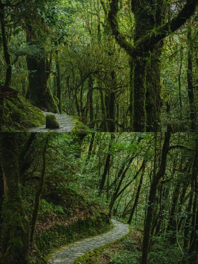 哀牢山