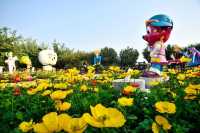 廣州南沙百萬葵園，春季賞花聖地。