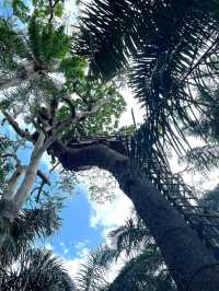 Oxygenating Forest Trekking Adventure in Nigeria