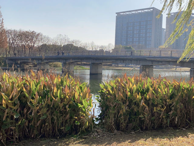 遠香湖秋色