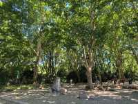城市公園圖鑑：上海人民公園