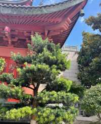 姐妹們！上海東林寺避雷攻略，踩過的坑不要再踩了！