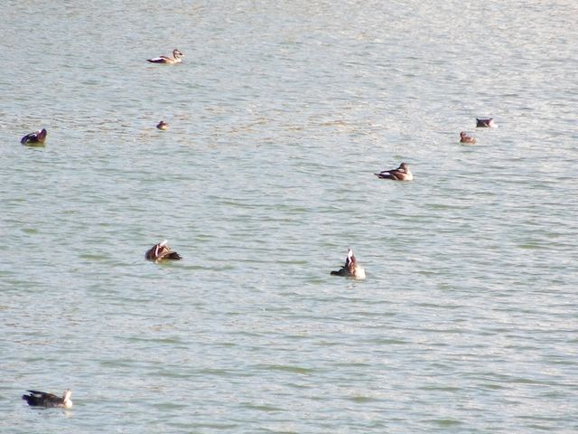 和順古鎮野鴨湖。