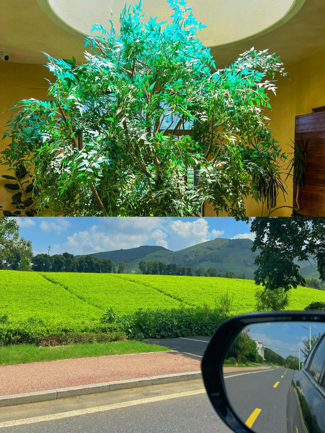 安吉之旅，邂逅最美「一片葉子」。