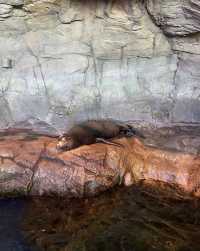 美國芝加哥｜謝德水族館。
