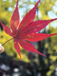 神農架的秋，你確定不來？