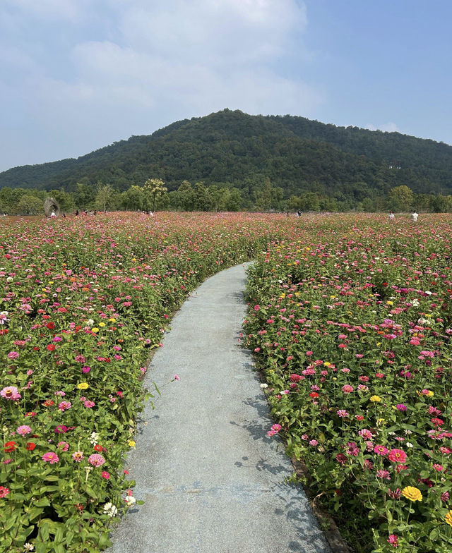 花海賞秋！杭州秋天的別樣浪漫~。